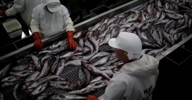 Avec quel poisson est fait le surimi ?