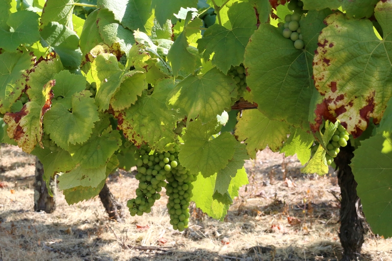 Vignes de Melon de Bourgogne, cépage du Muscadet